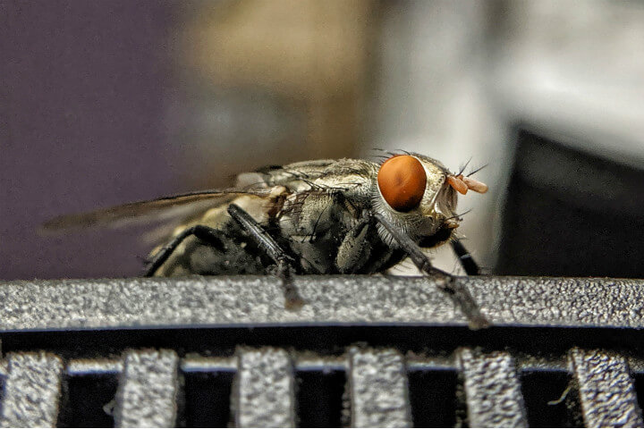 Taking Care of a Pest Problem in the Workplace: 7 Tips