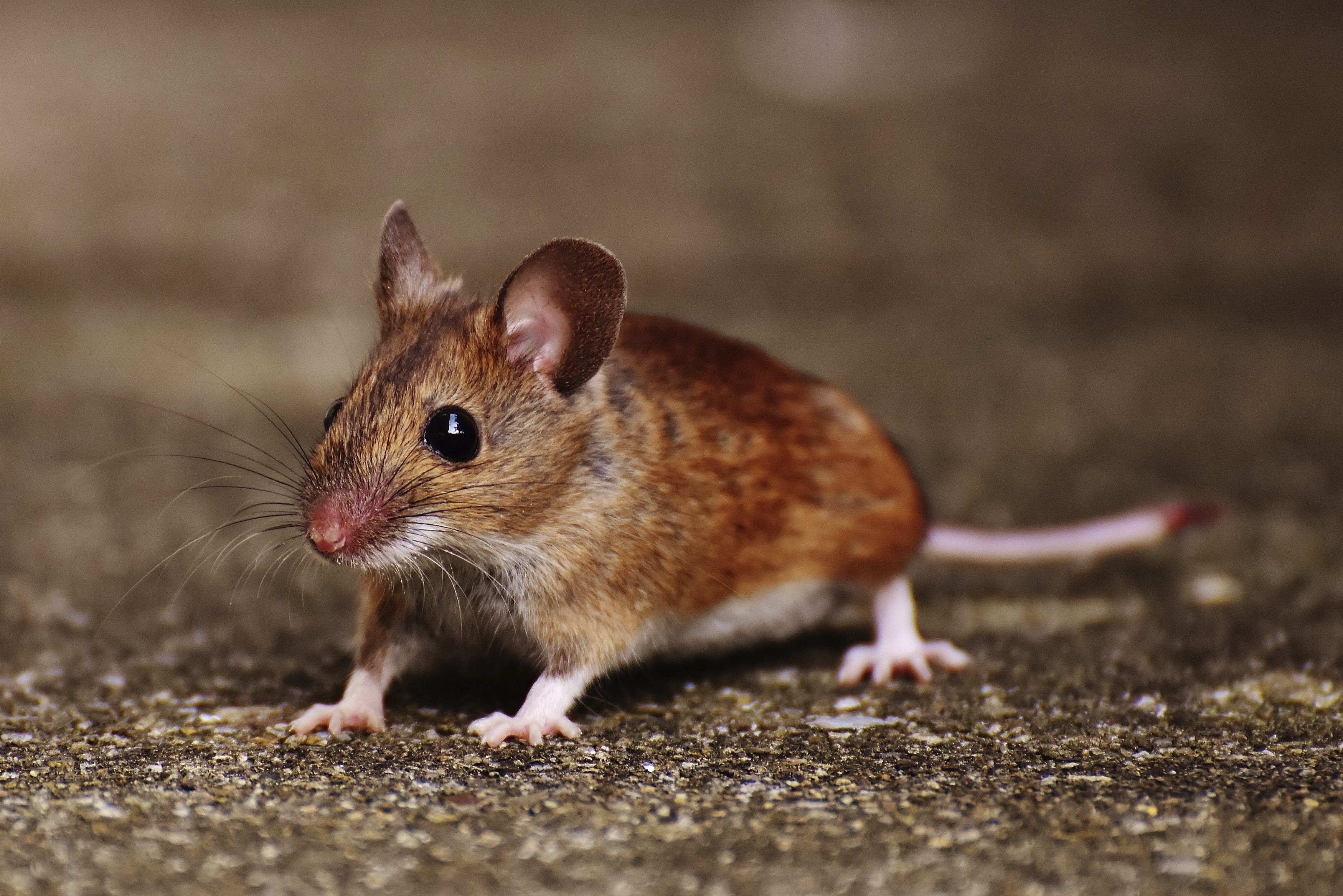 The Most Common Rodents Illinois Residents Should Know
